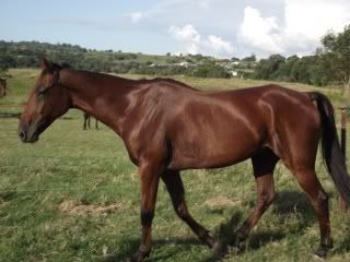 Horse Available  for Adoption - "Nick" - rehomed Nick4