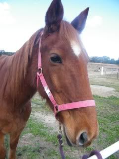 Horse Available for Adoption - "Sunny" - rehomed Sunny-1