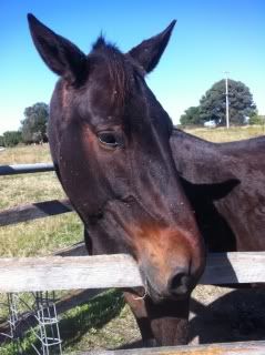 Horse Available for Adoption - "Tonka" - rehomed Tonka