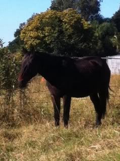 Horse Available for Adoption - "Tonka" - rehomed Tonka1