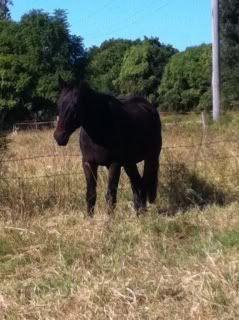 Horse Available for Adoption - "Tonka" - rehomed Tonka2