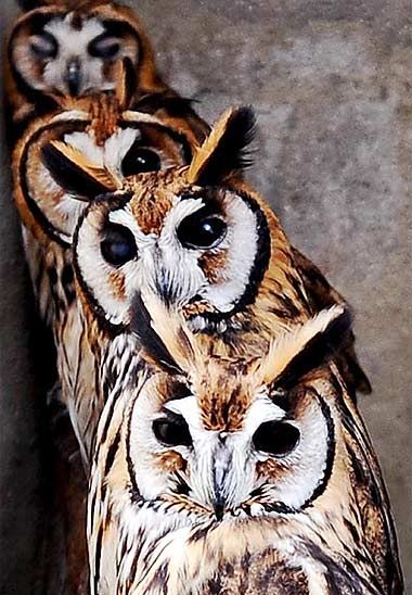 ẢNH ĐỘNG VẬT CUTE DỄ THƯƠNG_2 Owl