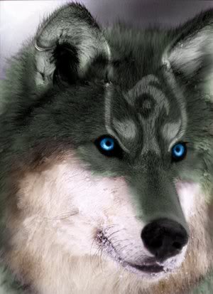 Ty Bonner(Wolf) SilverWhiteWolf