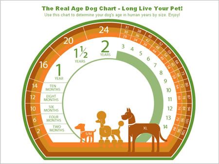 Hoe oud is je hond? De20echte20leeftijd20van20je20hond_