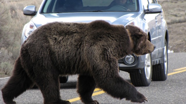 When bears attack: 7 people mauled by bears in recent days - Kill 'em all, simple 130813111039-yellowstone-grizzly-crossing-story-top