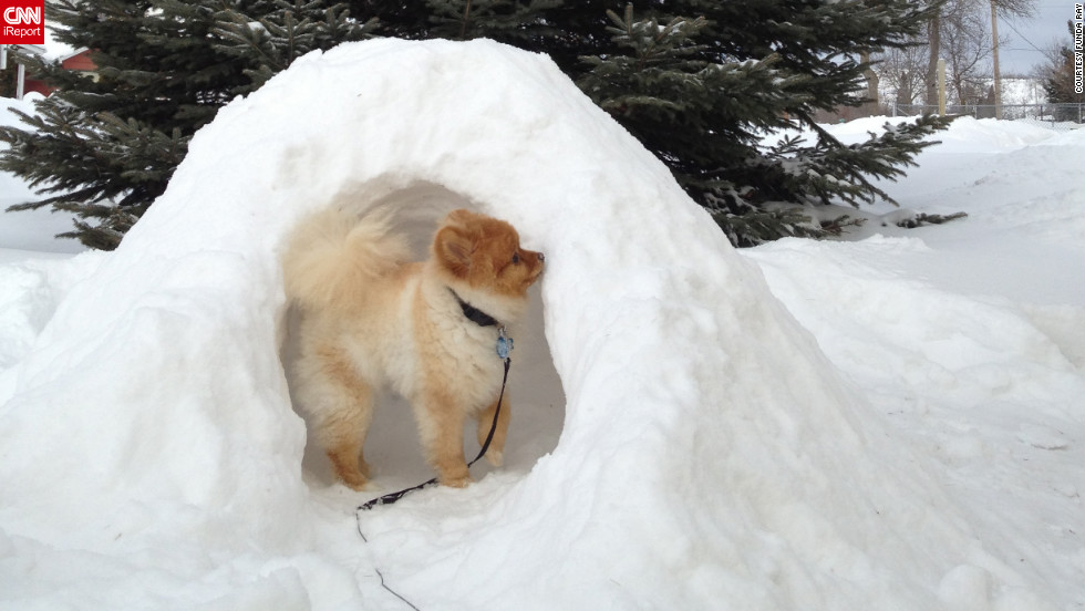 Exterijeri iz snova - Page 9 130208112553-snow-dog-igloo-irpt-horizontal-large-gallery