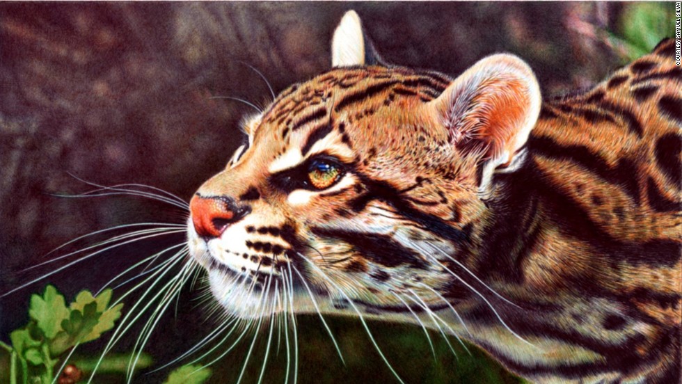 صور لن تصدق أنها مرسومة باليد 140911111141-photo-realism-sam-silva-ocelot-horizontal-large-gallery