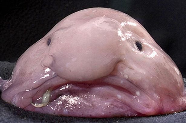 Usmanov: Henry wants me to own Arsenal Blobfish-pic-caters-771402167