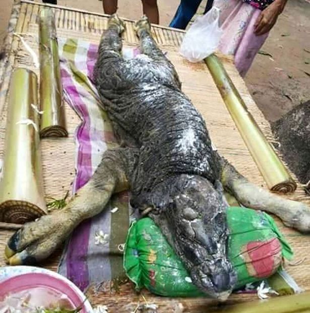 Weird animal with 'body of buffalo and head of crocodile' baffles everyone Strange-creature-baffles-people