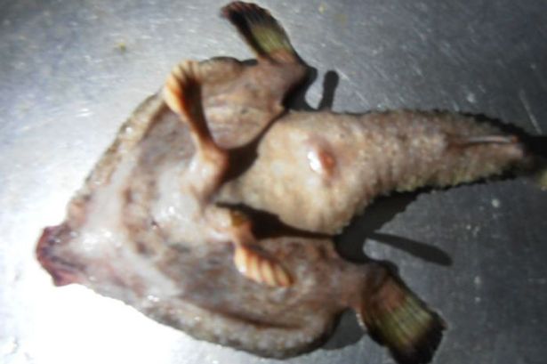 Un poisson avec des pieds et un nez  PAY-A-weird-looking-creature