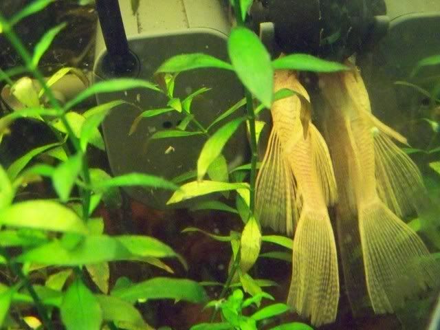 Some of my bristlenose 100_1372