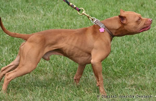 North American Classic - ADBASI-sanctioned show Bronson5-indianaadba-august08-satur