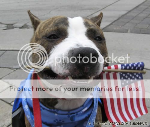 Independence Day Doggie PR - Ryker-style! Rykerflag