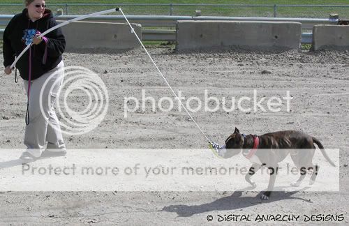 How do you tire out a monster puppy? (Dialup Beware) Rykerspringpole