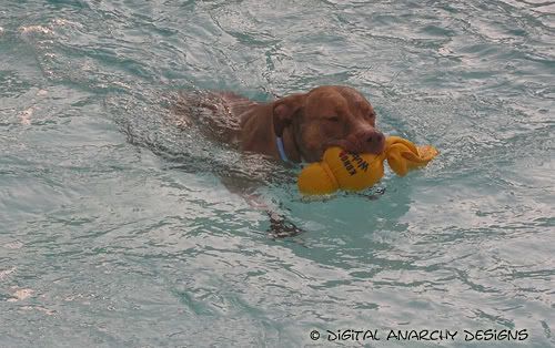 Ryker & Luna go swimmin' Lunaswim-may07