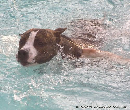 Ryker & Luna go swimmin' Rykerswim-may07