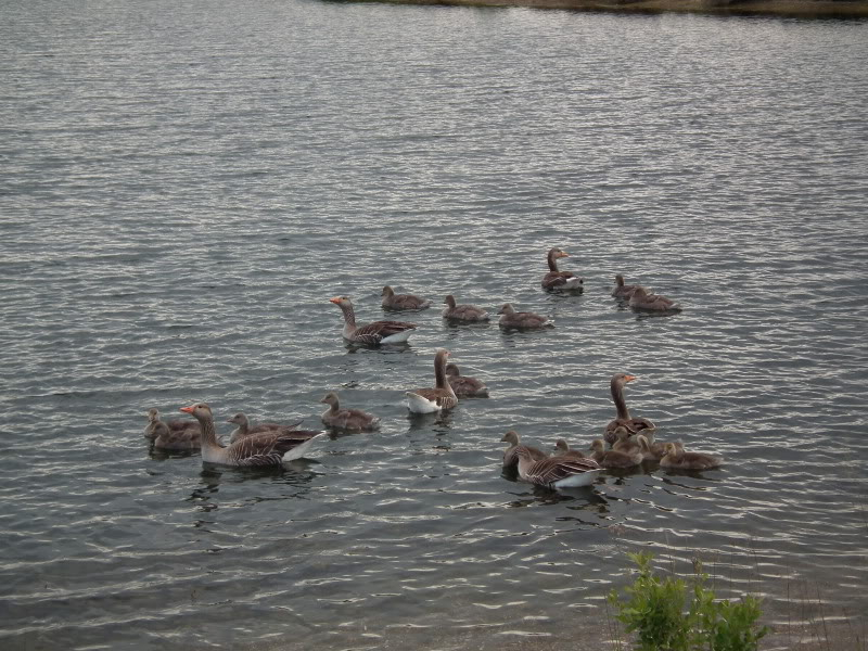 Stanwick Lakes 2011 (Swan Watch) DSCF0297