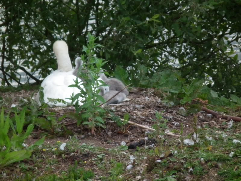 Stanwick Lakes 2011 (Swan Watch) DSCF0298