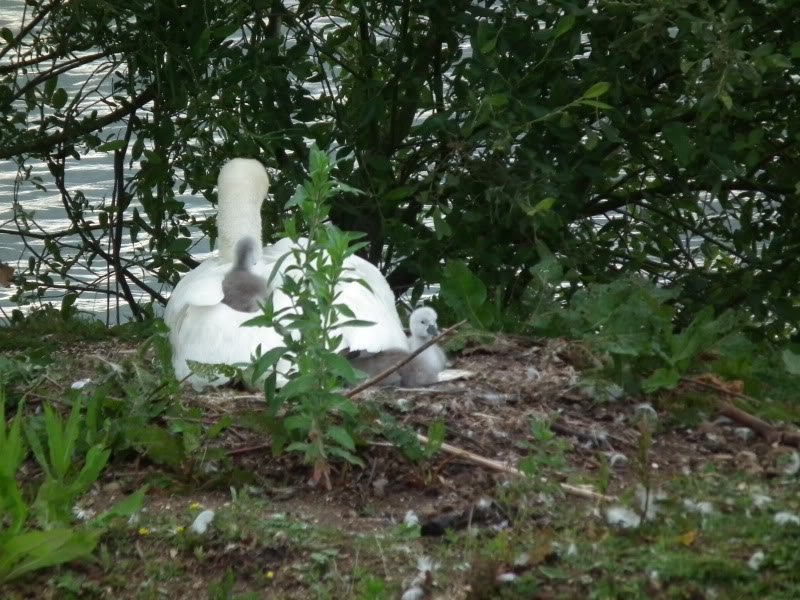 Stanwick Lakes 2011 (Swan Watch) DSCF0299