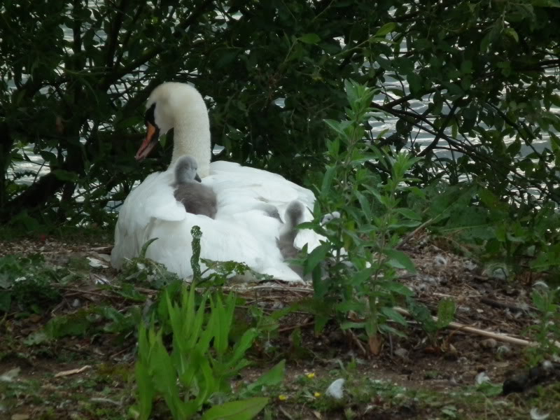 Stanwick Lakes 2011 (Swan Watch) DSCF0300