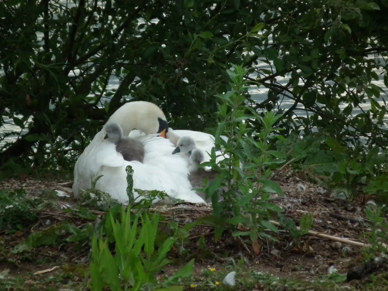 Stanwick Lakes 2011 (Swan Watch) DSCF0301