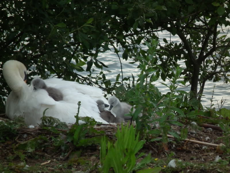 Stanwick Lakes 2011 (Swan Watch) DSCF0302