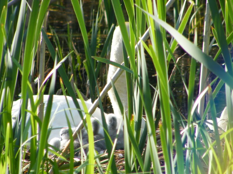 Swan watch - From Stanwick Lakes 15thJune2010003