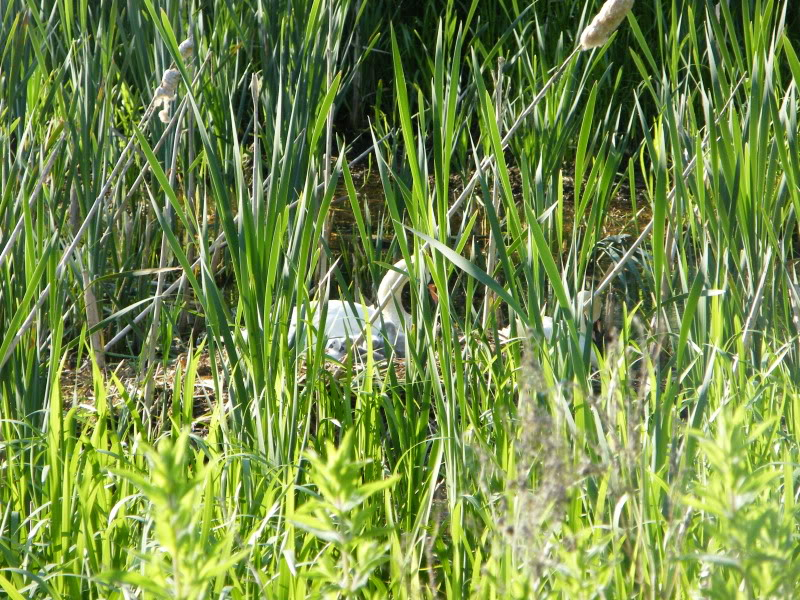 Swan watch - From Stanwick Lakes 15thJune2010006