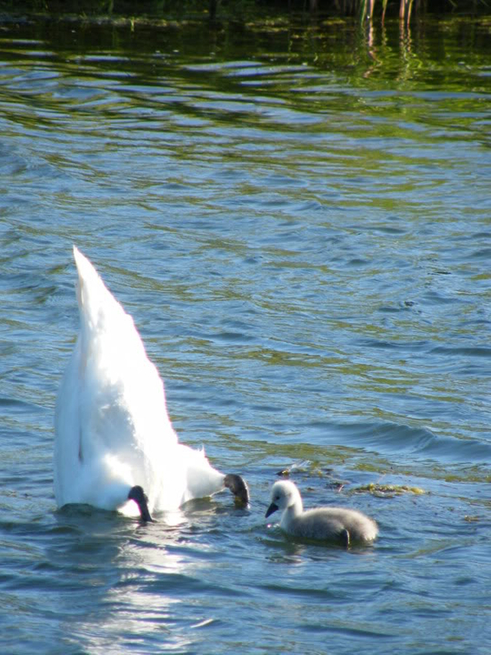 Swan watch - From Stanwick Lakes 15thJune2010054