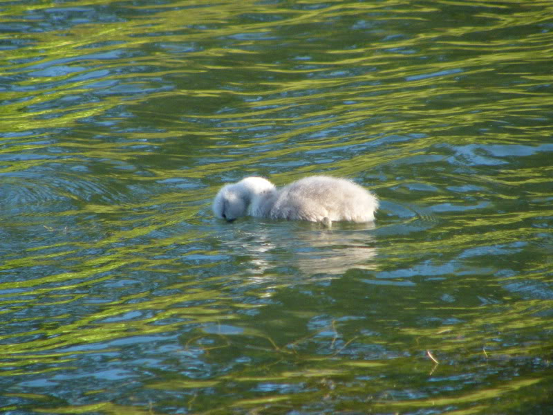 Swan watch - From Stanwick Lakes 15thJune2010068