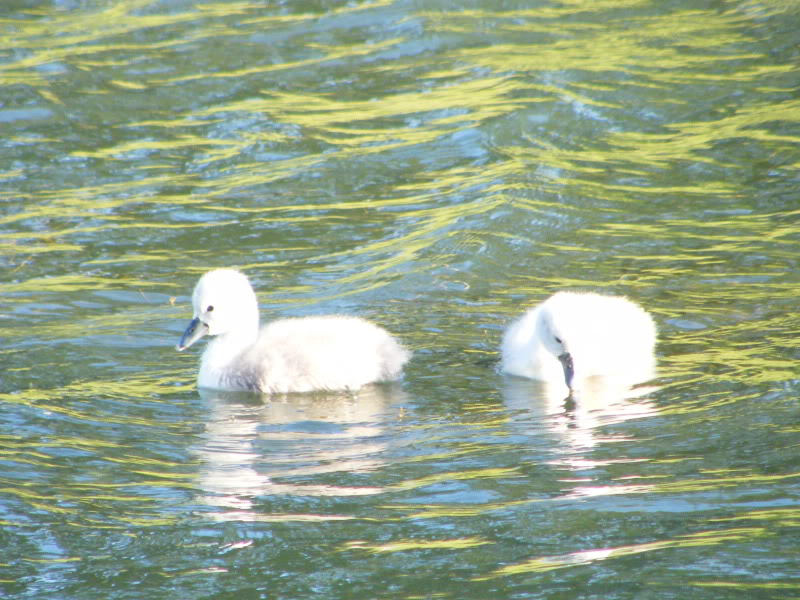 Swan watch - From Stanwick Lakes 15thJune2010071