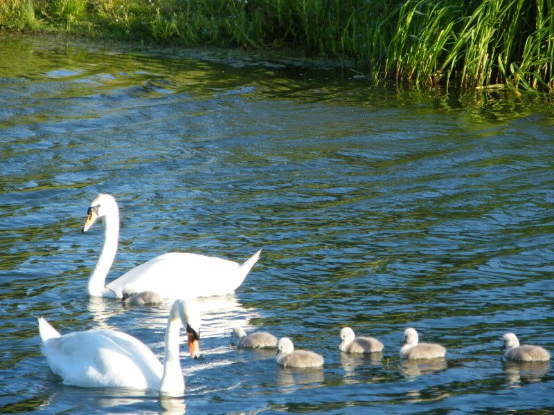 Swan watch - From Stanwick Lakes 15thJune2010076