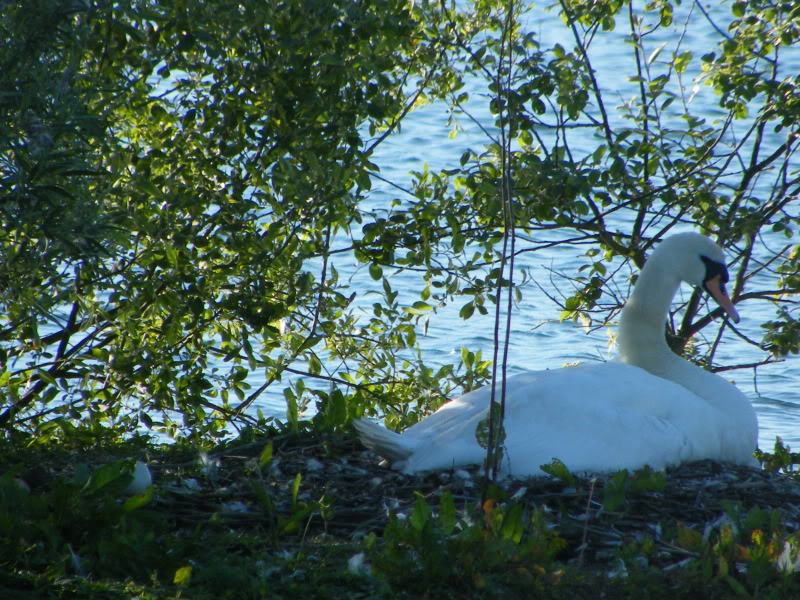 Swan watch - From Stanwick Lakes 16thJune2010013