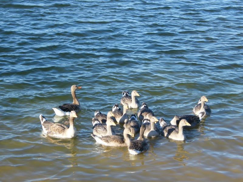 By popular demand ... Goosewatch ... from Stanwick Lakes - Page 2 16thJune2010021