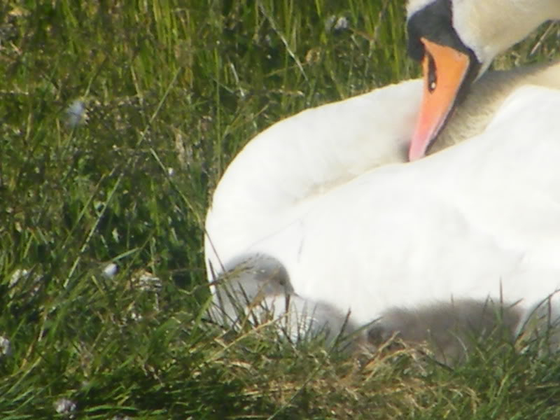 Swan watch - From Stanwick Lakes 17thJune2010007