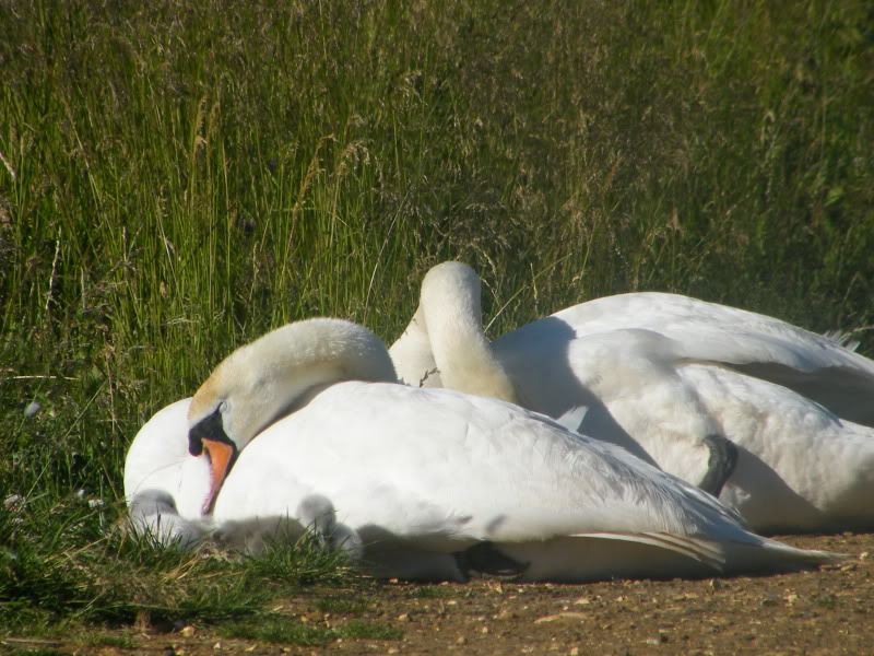 Swan watch - From Stanwick Lakes 17thJune2010010