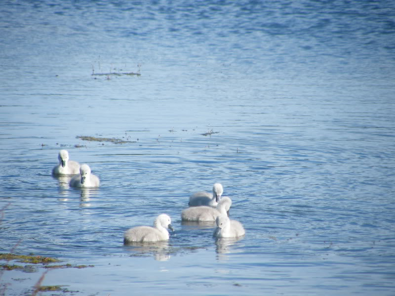 Swan watch - From Stanwick Lakes 17thJune2010014