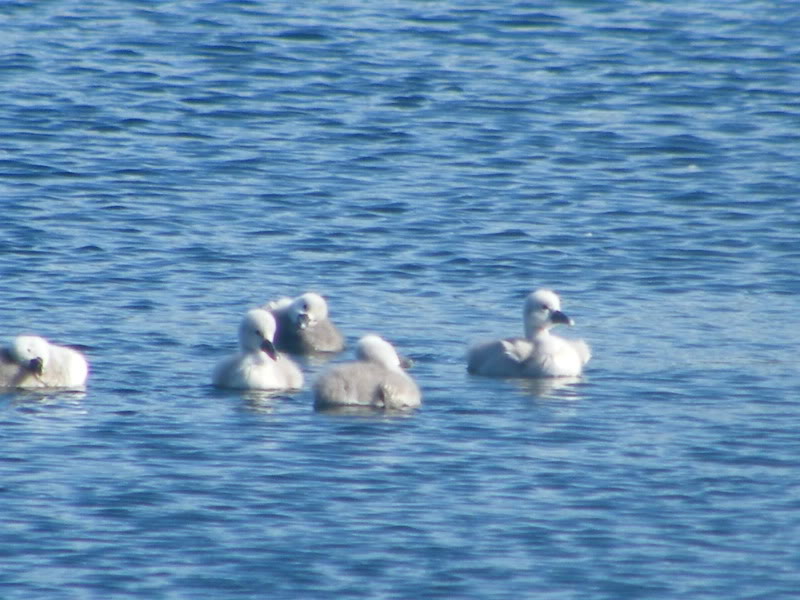 Swan watch - From Stanwick Lakes 17thJune2010020