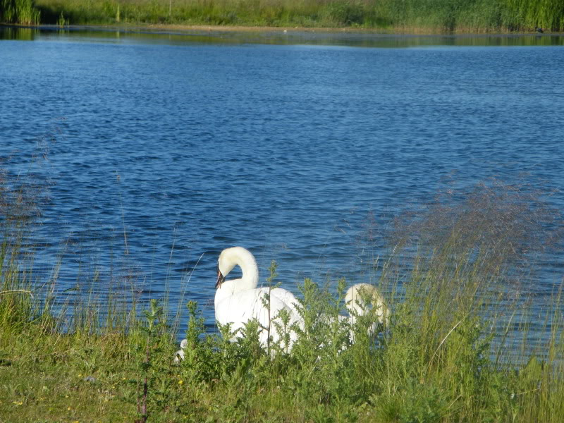 Swan watch - From Stanwick Lakes 17thJune2010026