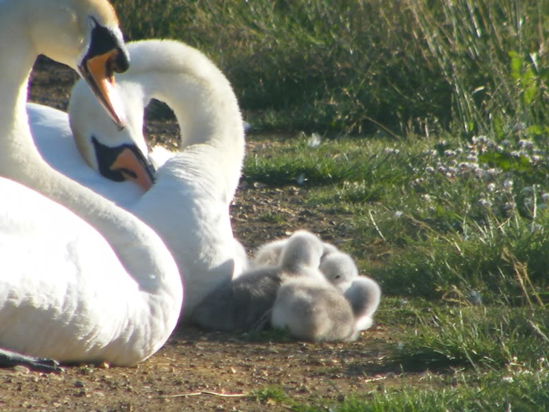 Swan watch - From Stanwick Lakes 17thJune2010058