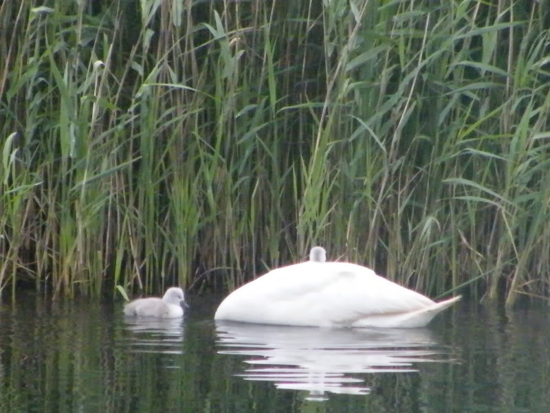 Swan watch - From Stanwick Lakes - Page 2 18thJune2010004