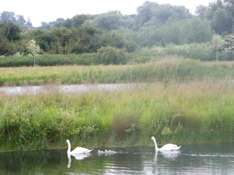 Swan watch - From Stanwick Lakes - Page 2 18thJune2010020