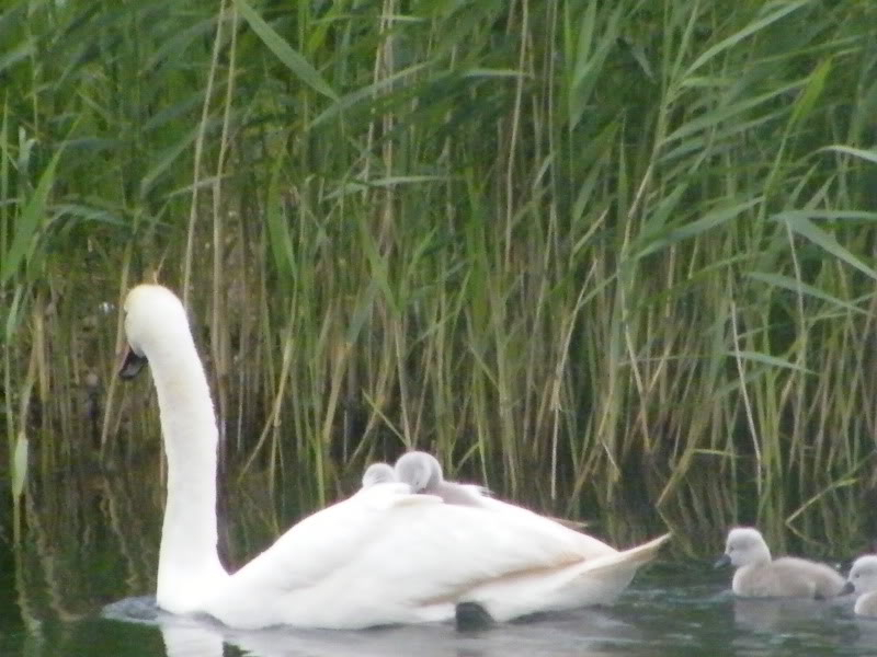 Swan watch - From Stanwick Lakes - Page 2 18thJune2010023