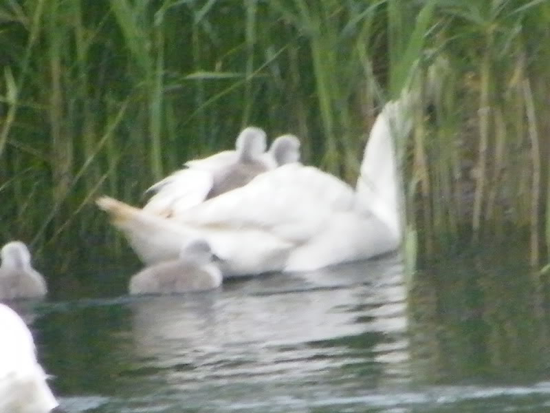 Swan watch - From Stanwick Lakes - Page 2 18thJune2010024