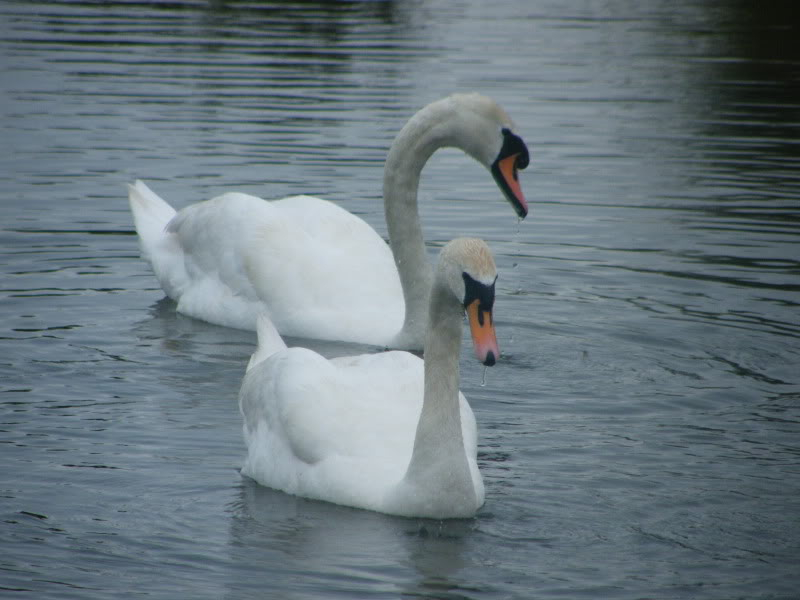 Swan watch - From Stanwick Lakes - Page 2 18thJune2010032