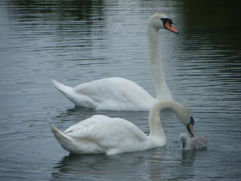 Swan watch - From Stanwick Lakes - Page 2 18thJune2010035