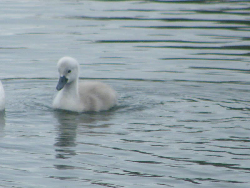 Swan watch - From Stanwick Lakes - Page 2 18thJune2010039