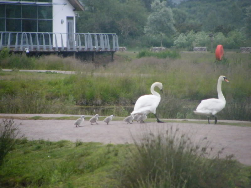 Swan watch - From Stanwick Lakes - Page 2 18thJune2010045