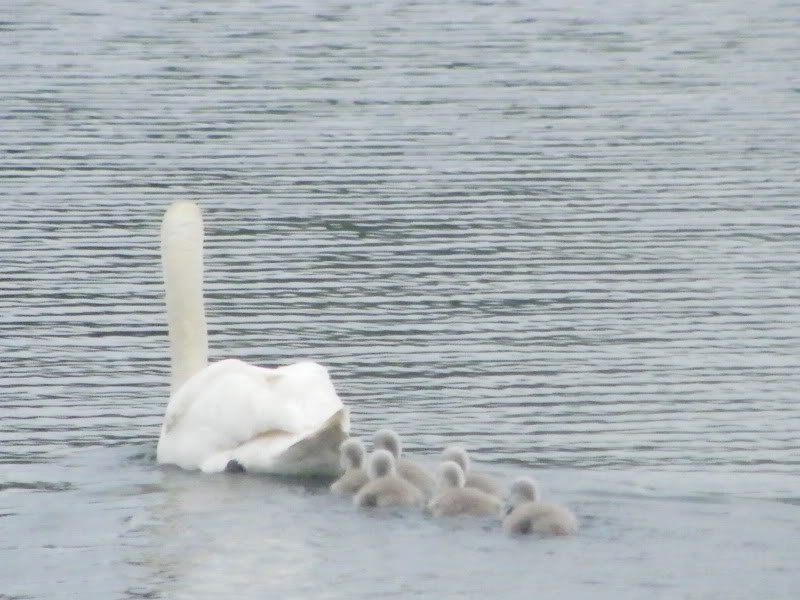 Swan watch - From Stanwick Lakes - Page 2 18thJune2010047