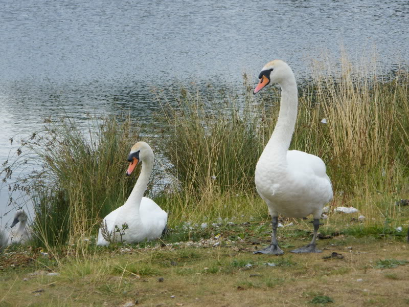 Swan watch - From Stanwick Lakes - Page 5 19thJuly2010002